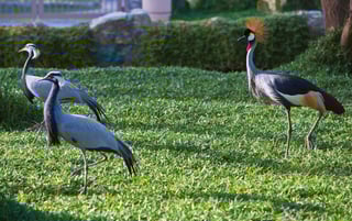 Al Areen Wildlife Park Birds, Bahrain
