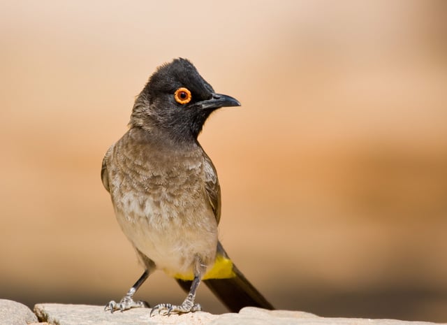 Bulbul Sitting On A Rock Ledge