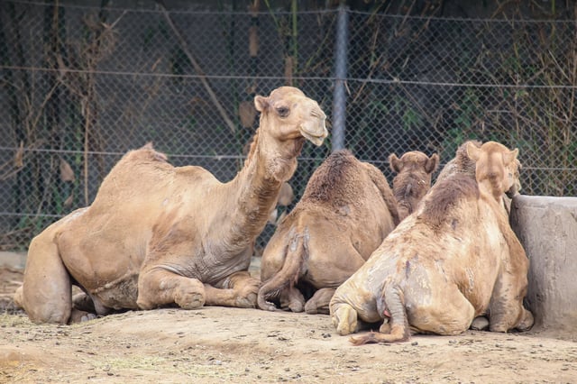 Group of camels resting on ground