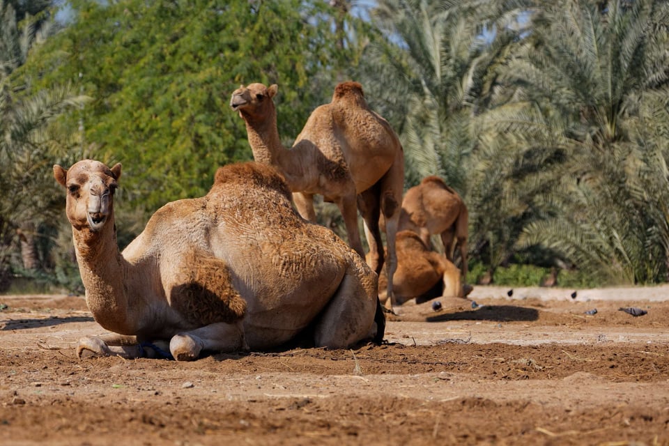Camels Resting At The Bahrain Camel Farm