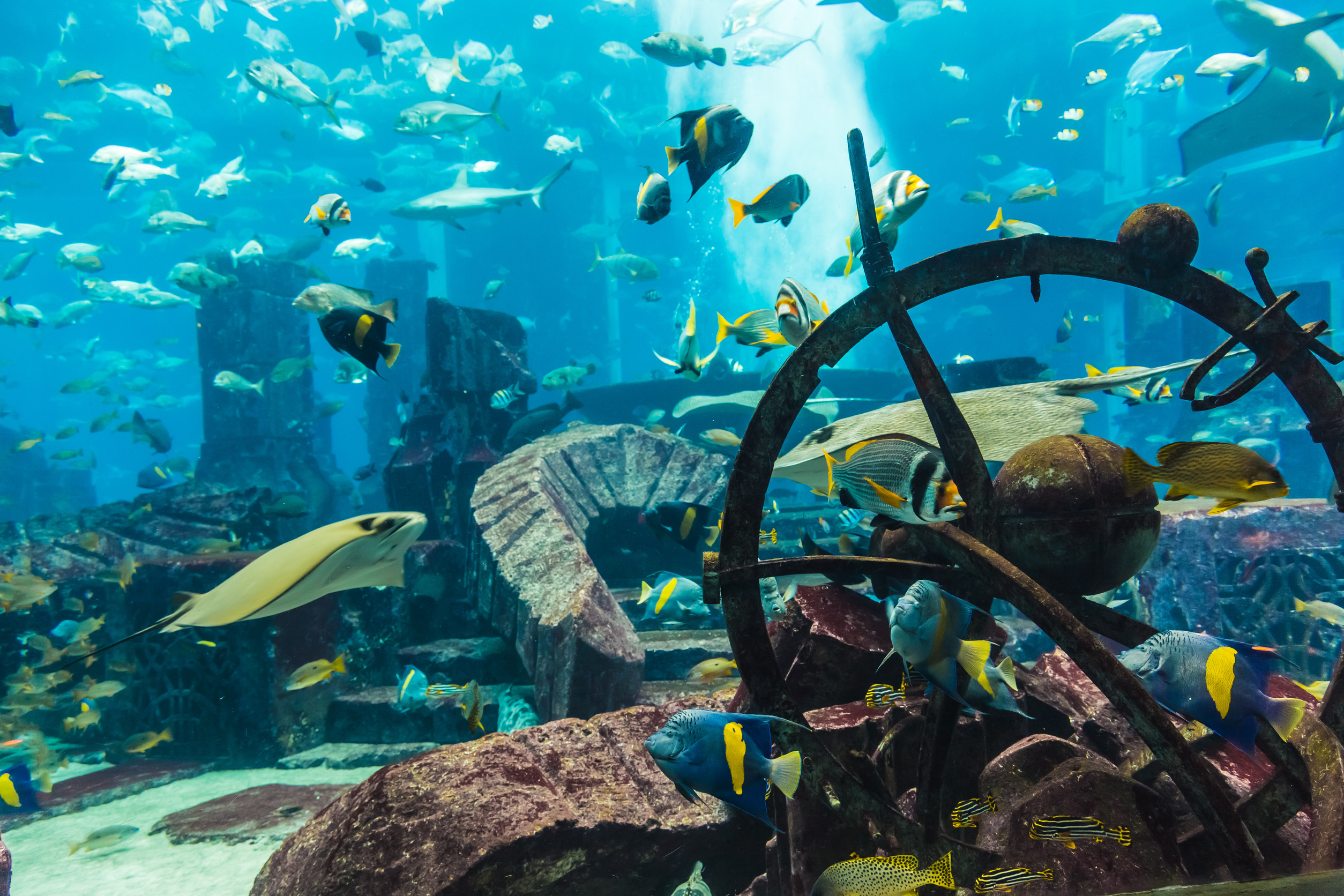 Dive Bahrain: A Submerged Wonderland